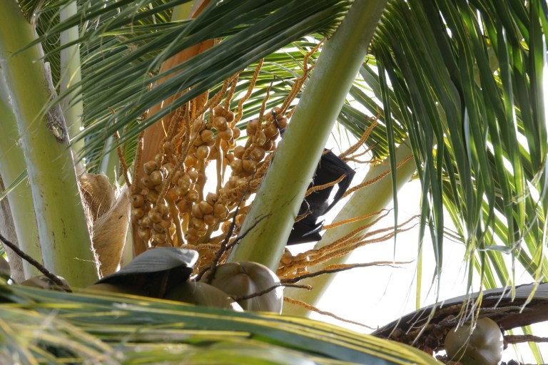 Det er flaggermus i trærne. De er ikke farlige, så lenge man ikke får flaggermusbæsj i hodet!