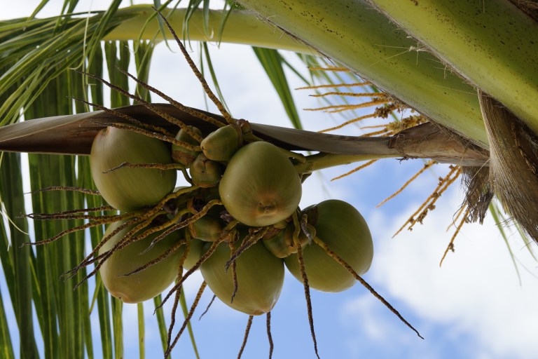 Det vokser kokospalmer på øya vår og de har kokosnøtter.