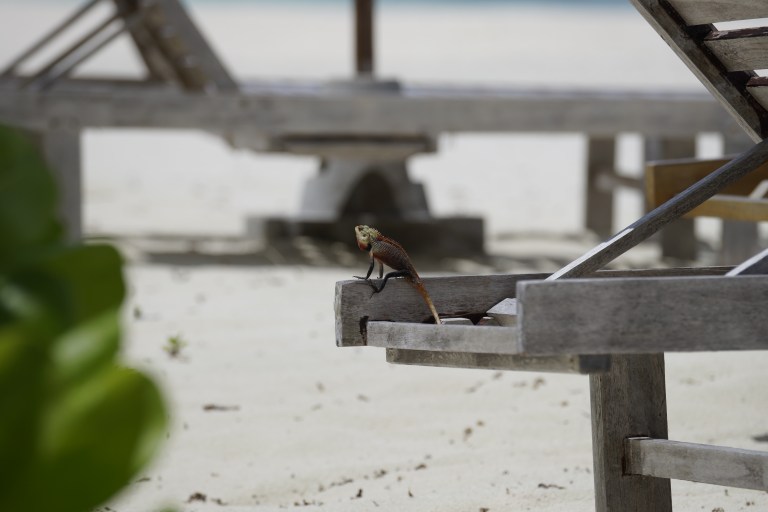 Slike er det mange av på øya. De ligner på kameleoner.