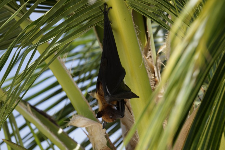 Kjempeflaggermus rett over hodene våre!