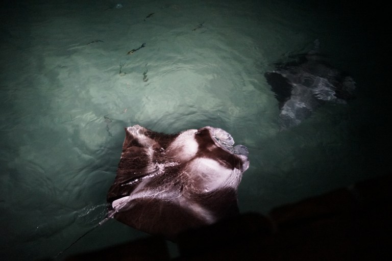 To skikkelig svære fisker - tror de heter djevelskater på norsk (her kalles de mantra).