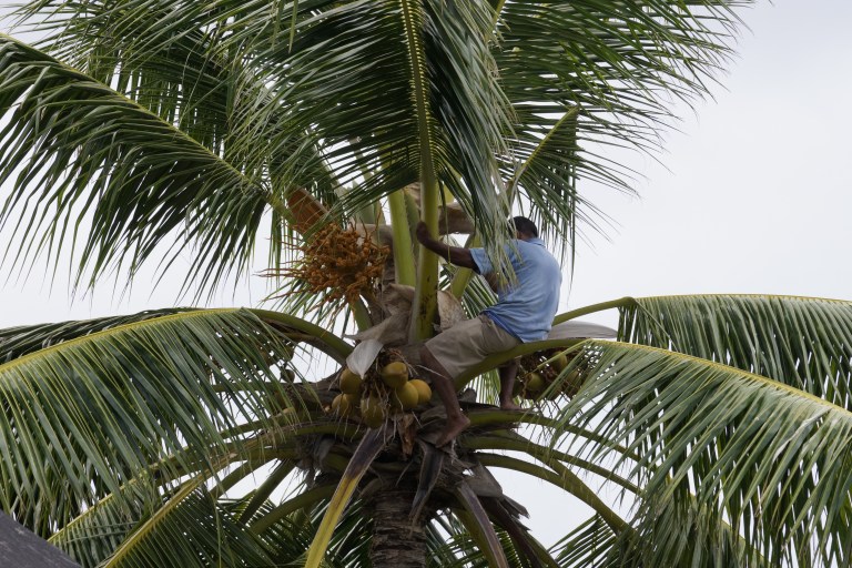 En mann klatret opp i en kokospalme og hentet kokosnøtter.