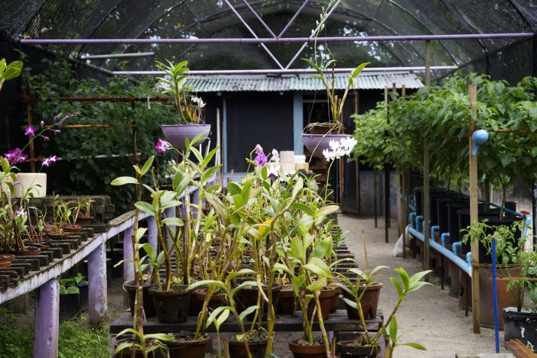 I drivhusene på øya har de blandt annet orkideer. Drivhusene her nede er motsatt av de vi har hjemme og er egentlig bare netting som gir skygge for plantene.