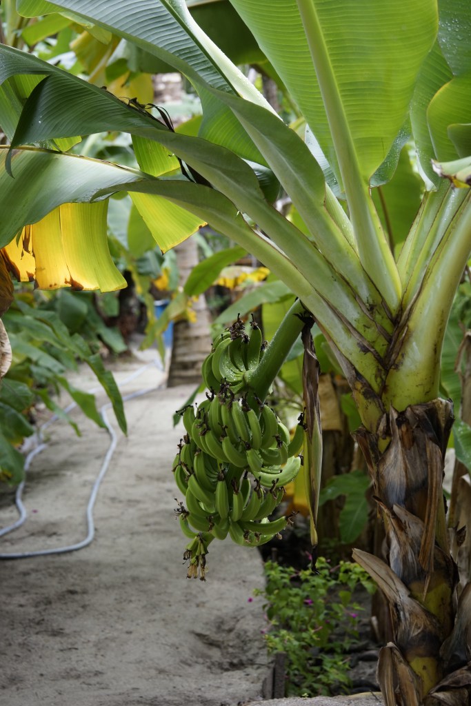 I hagen har de også bananer. Disse er ikke modne ennå.