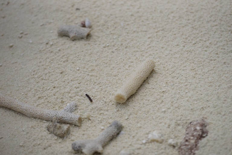 Noen steder på stranda skylles de i land koraller fra revet utenfor øya.