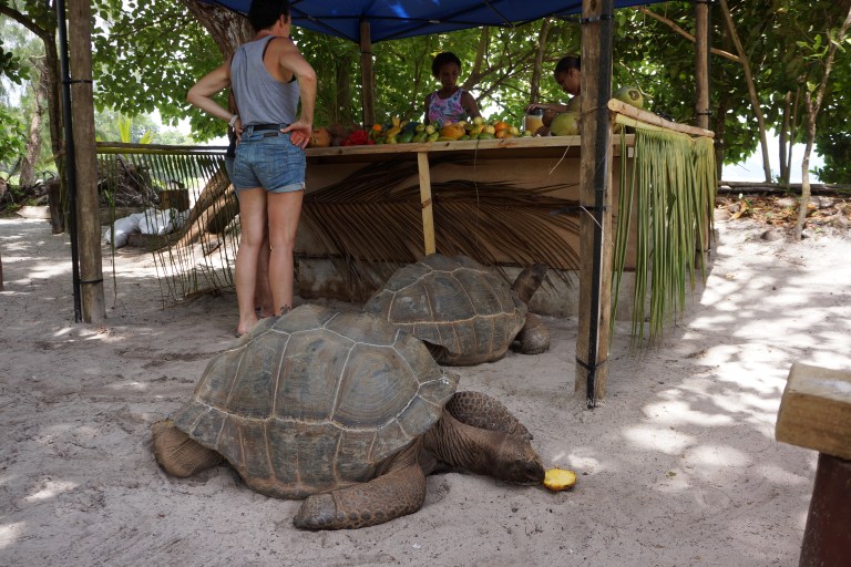 Skillpadder i kiosken.