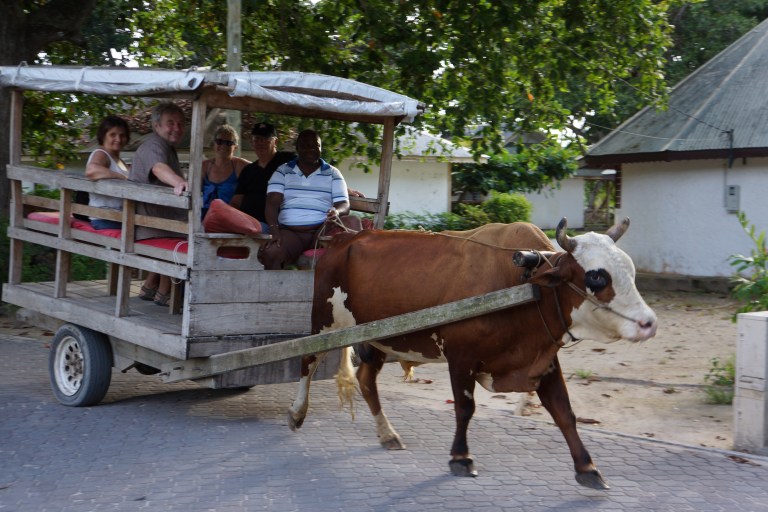 De bruker okser til å transportere turister.