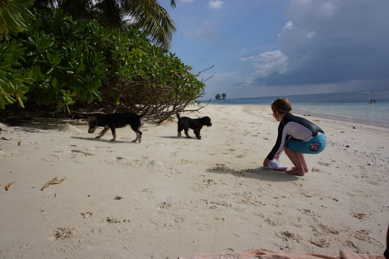 Det er mange løshunder på La Digue og de liker å leke nede på strendene.