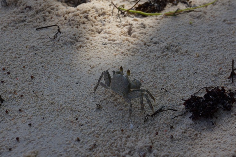 En av mange krabber som lever på stranden.
