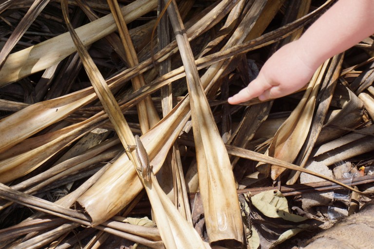 En firfisle var interessert i meg når vi ventet på bussen.