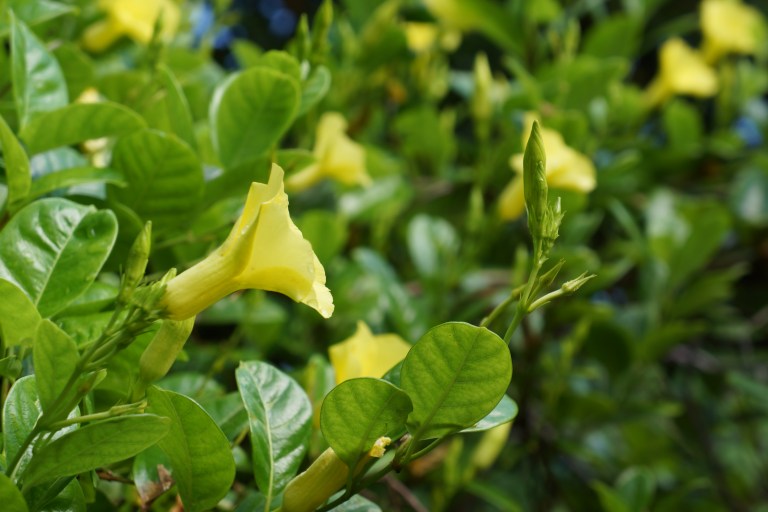 Mange fine blomster på Mauritius
