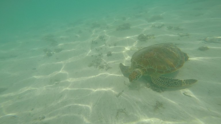 En skillpadde kom inn på stranda