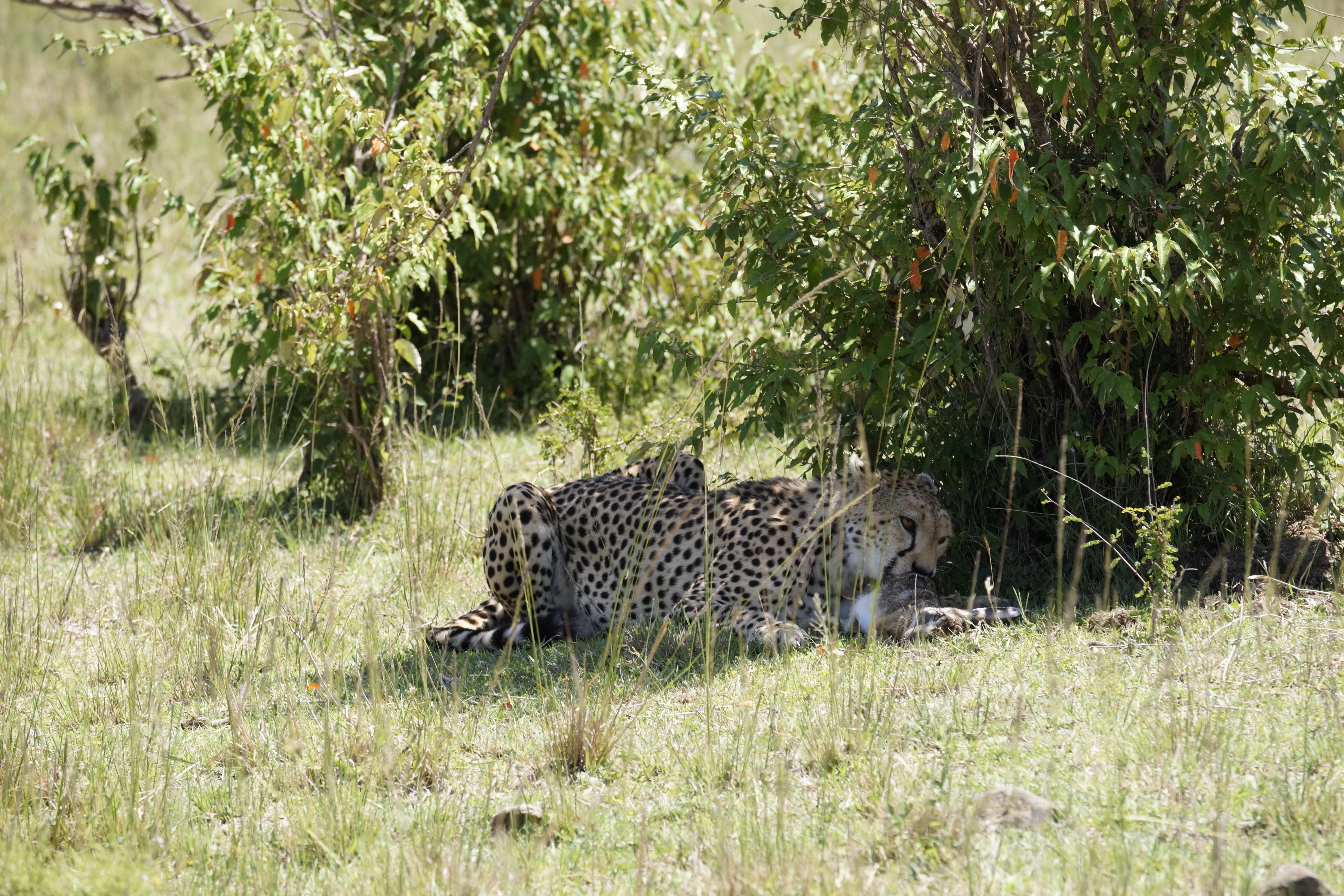 En gepard spiser lunsj